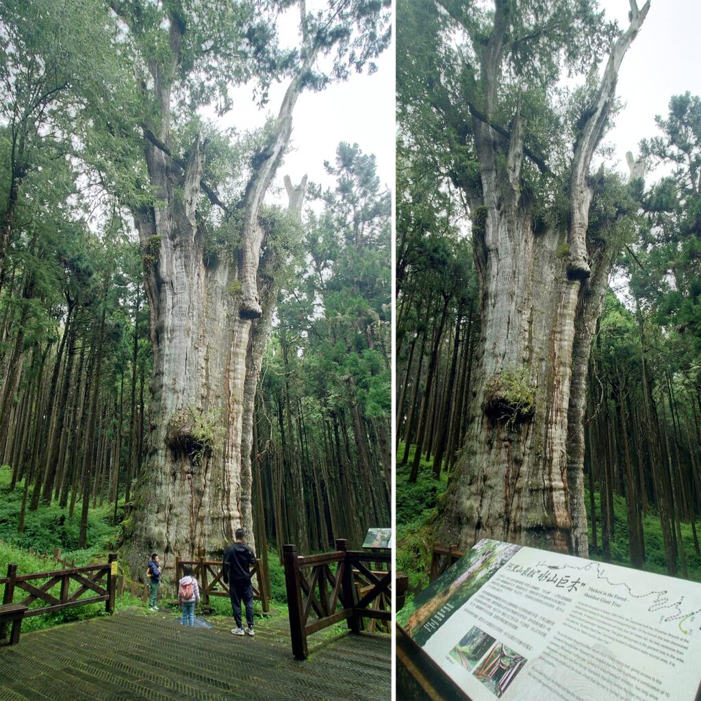 嘉義阿里山水山巨木親子步道