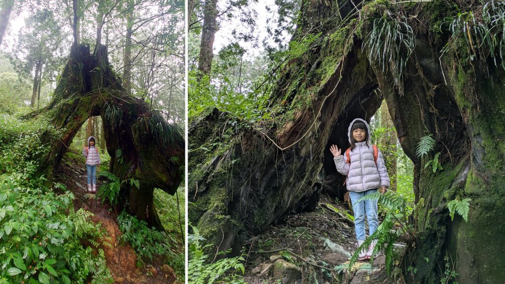 親子步道-嘉義阿里山水山療癒步道沿途樹洞